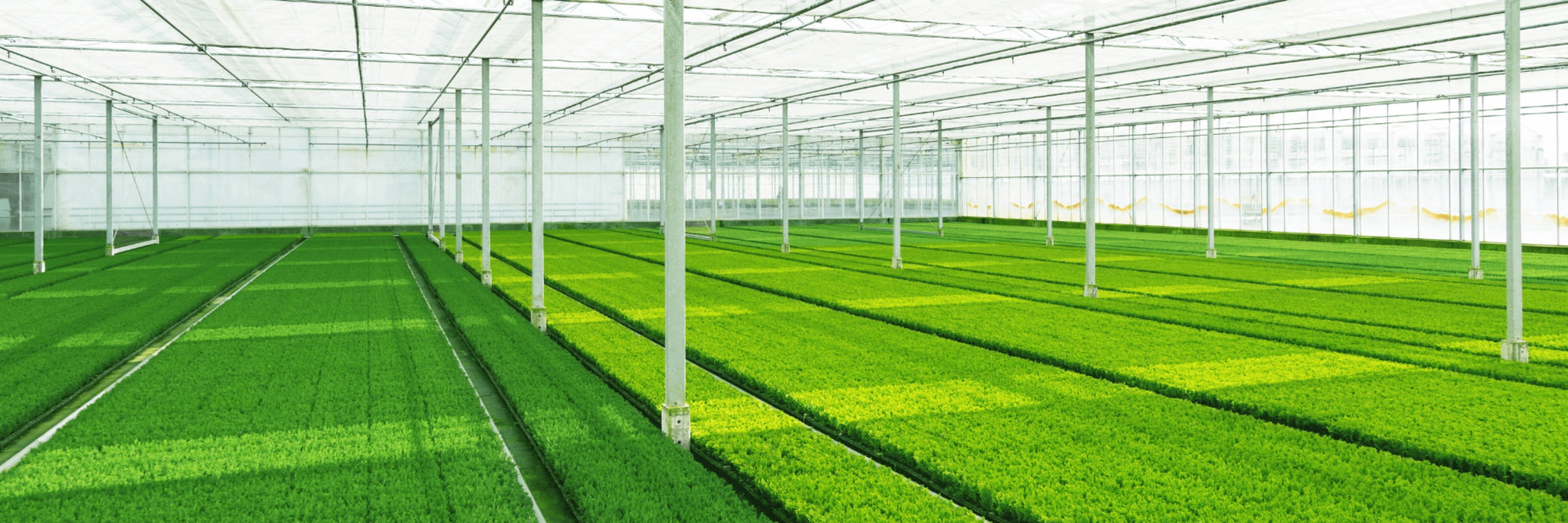Rows of Elixir pumps dosing a large facility